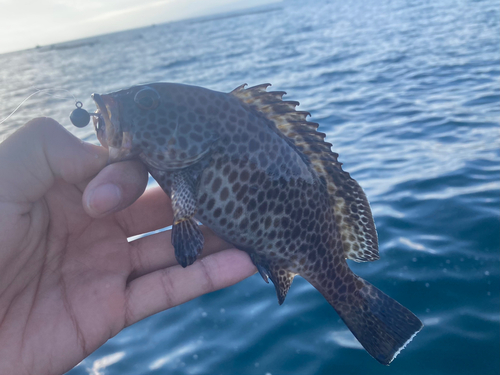 オオモンハタの釣果