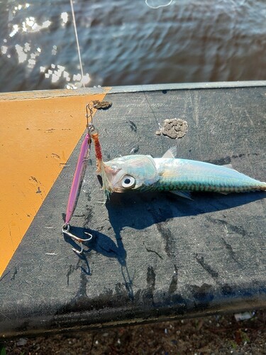 サバの釣果