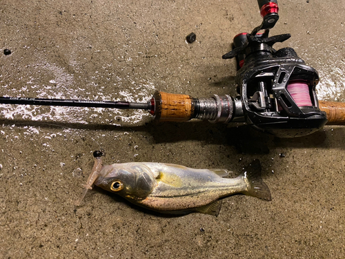 セイゴ（マルスズキ）の釣果