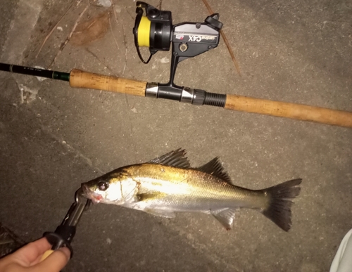 セイゴ（マルスズキ）の釣果