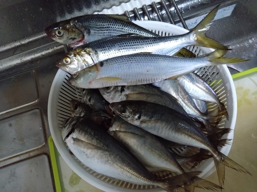 アジの釣果