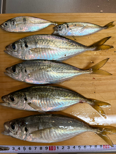 アジの釣果