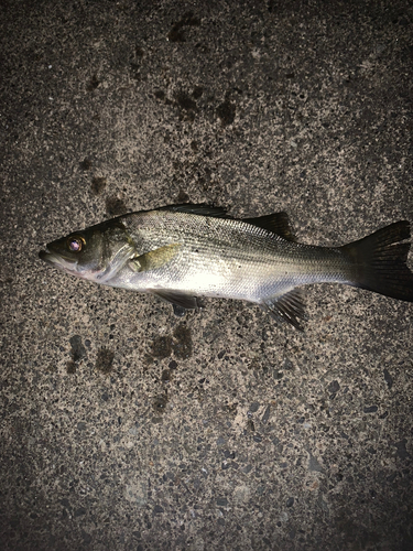 セイゴ（マルスズキ）の釣果