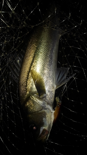 フッコ（マルスズキ）の釣果