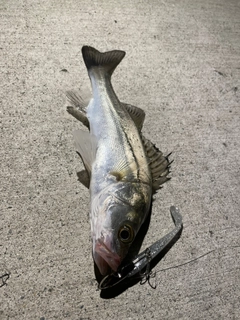 セイゴ（マルスズキ）の釣果