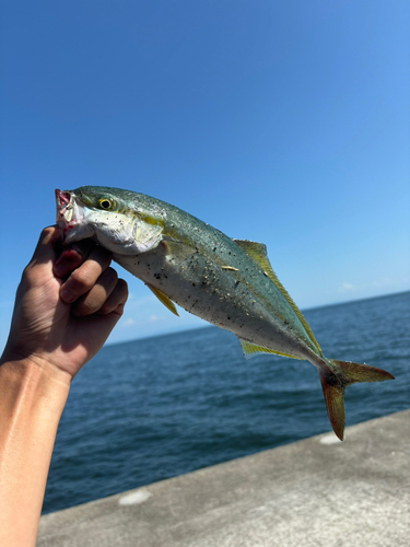 モジャコの釣果