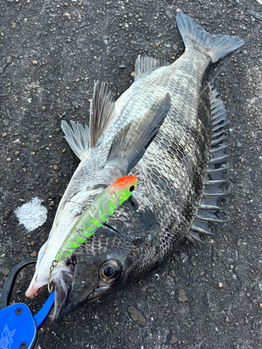 チヌの釣果