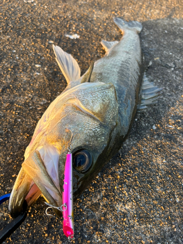 シーバスの釣果