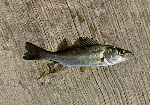 セイゴ（マルスズキ）の釣果