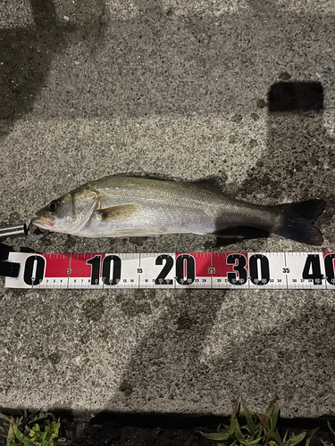 フッコ（マルスズキ）の釣果