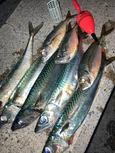 サバの釣果