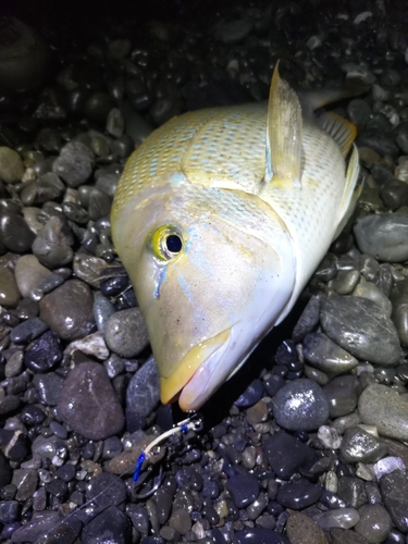 ハマフエフキの釣果