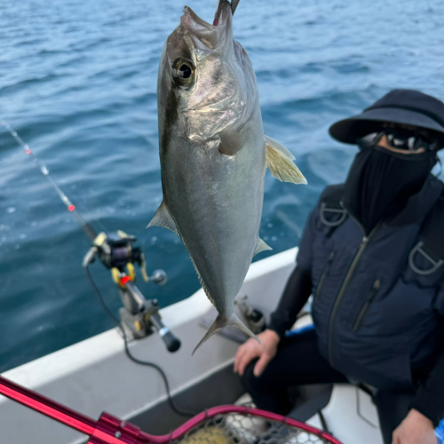 ネリゴの釣果