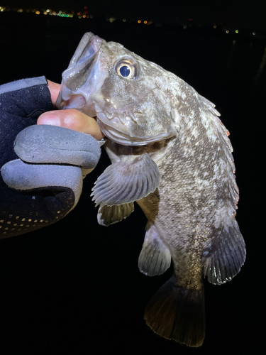 クロソイの釣果