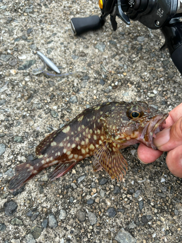 ガシラの釣果