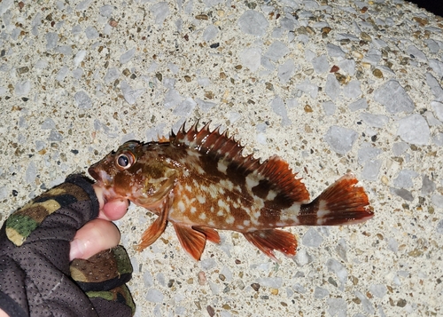 カサゴの釣果