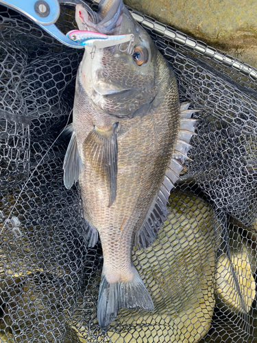 チヌの釣果