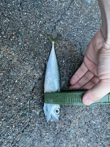 サバの釣果