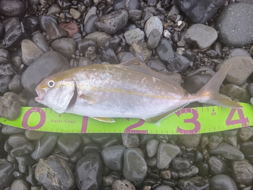 ショゴの釣果