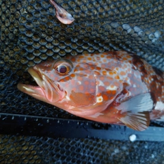 キジハタの釣果