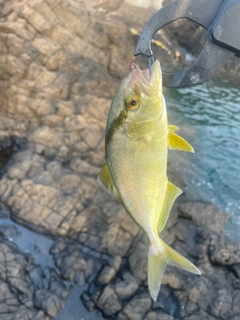 シオの釣果