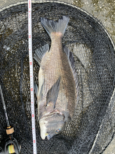 チヌの釣果