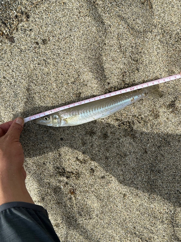 キスの釣果