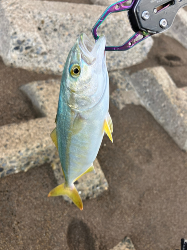 ワカシの釣果