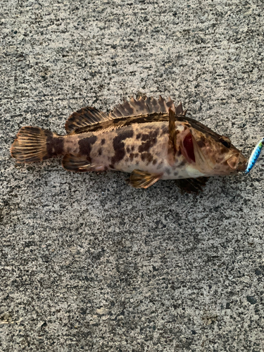 ベッコウゾイの釣果