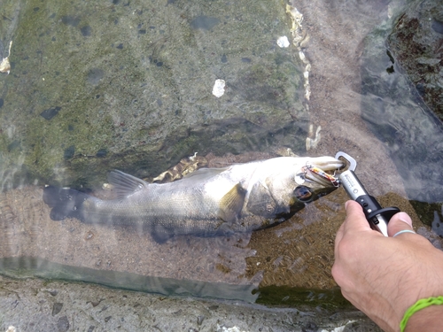 スズキの釣果