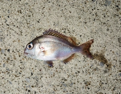 チャリコの釣果