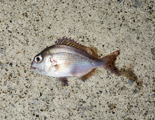 チャリコの釣果