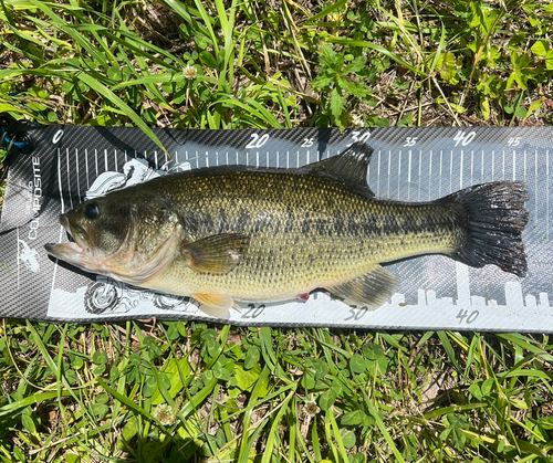 ラージマウスバスの釣果