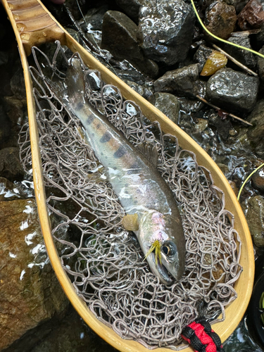 ヤマメの釣果