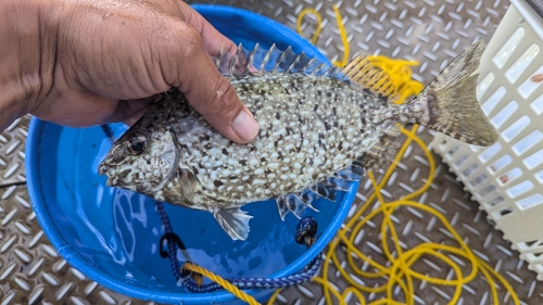 アイゴの釣果