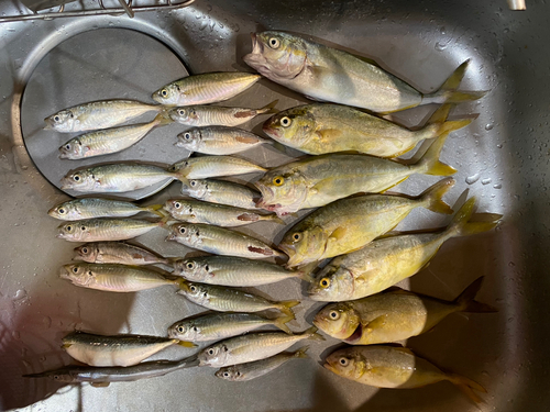 アジの釣果