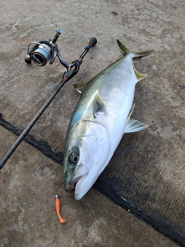 ヒラマサの釣果