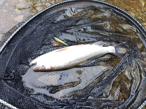 ケタバスの釣果