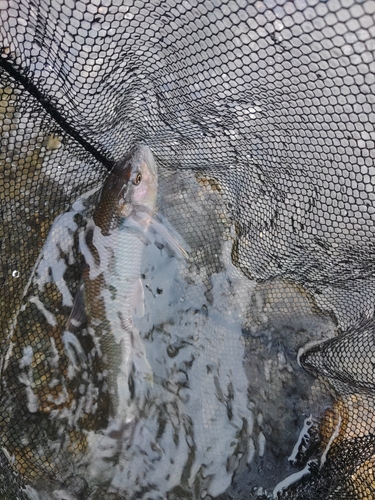 ケタバスの釣果