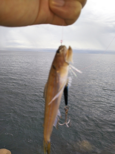 エソの釣果