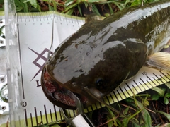 ナマズの釣果