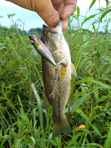 ラージマウスバスの釣果