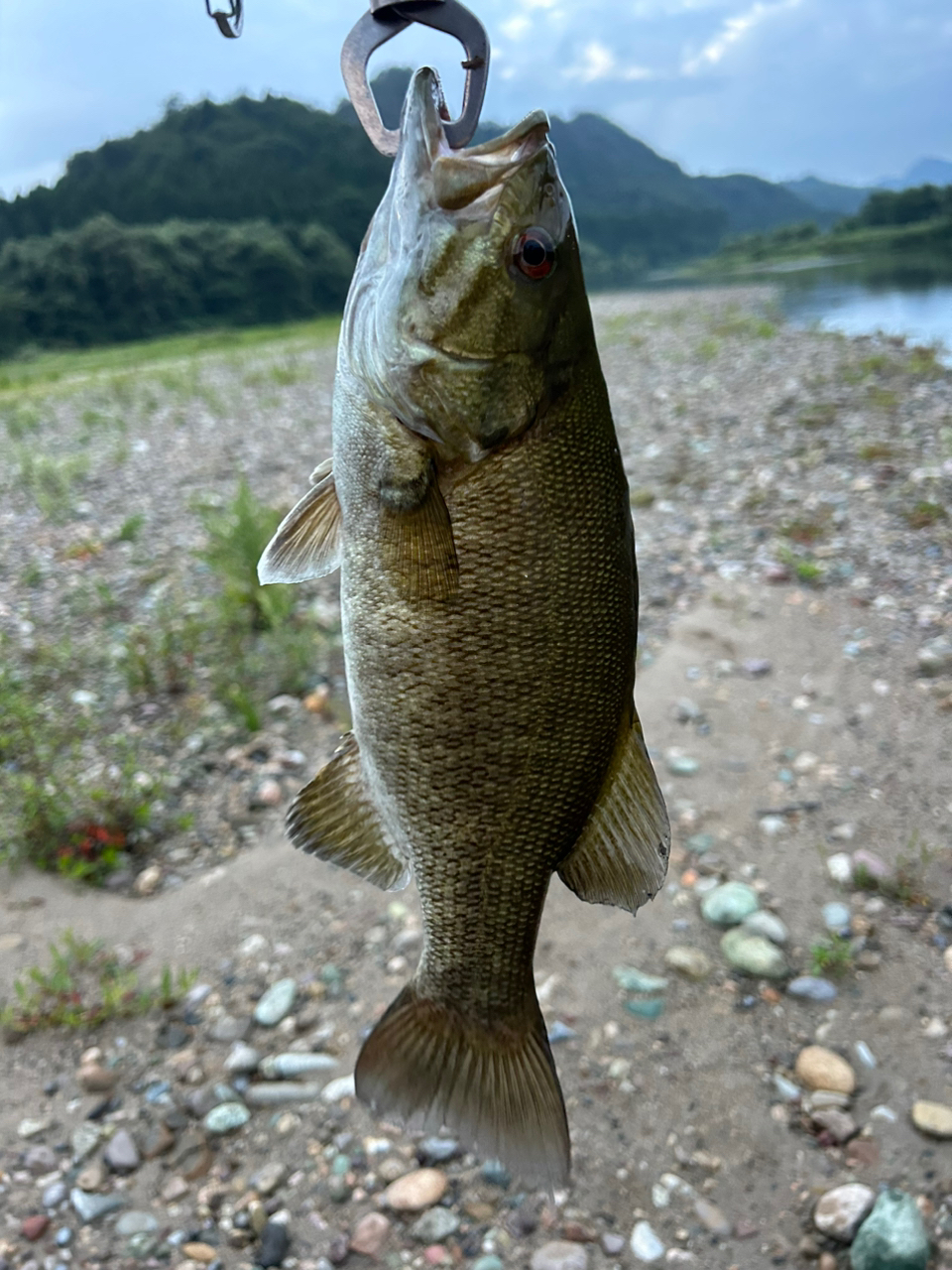 スモールマウスバス