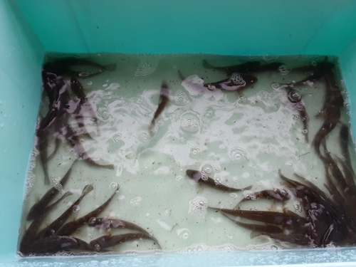 マハゼの釣果