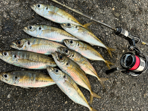 マアジの釣果