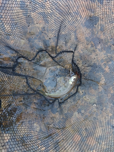 ケタバスの釣果