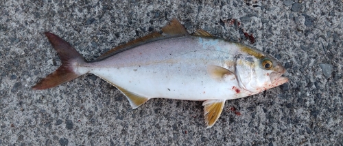 ショゴの釣果