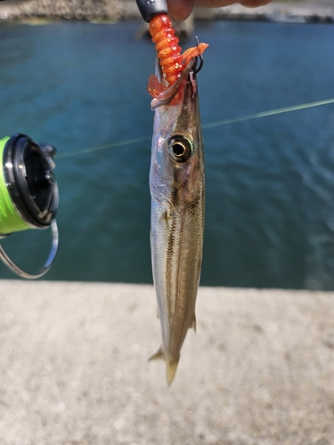 カマスの釣果