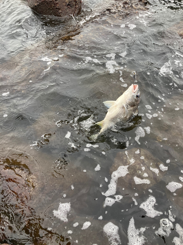 キビレの釣果