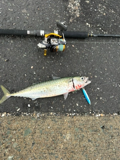 サバの釣果